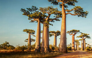 Destination Morondava