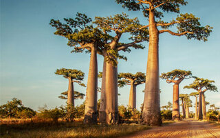 Destination Morondava